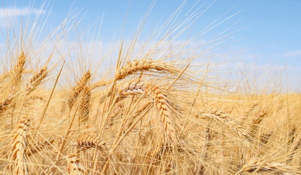 Çeşit 1252 Makarnalık Buğday